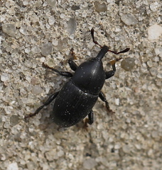 Baridina
