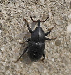 Baridina
