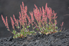 Rumex aetnensis