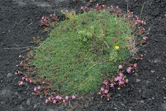 Saponaria sicula