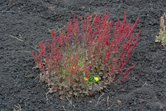Rumex aetnensis