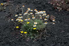 Anthemis aetnensis