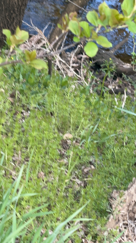 catchweed bedstraw