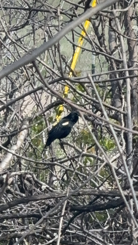 Yellow-headed Blackbird