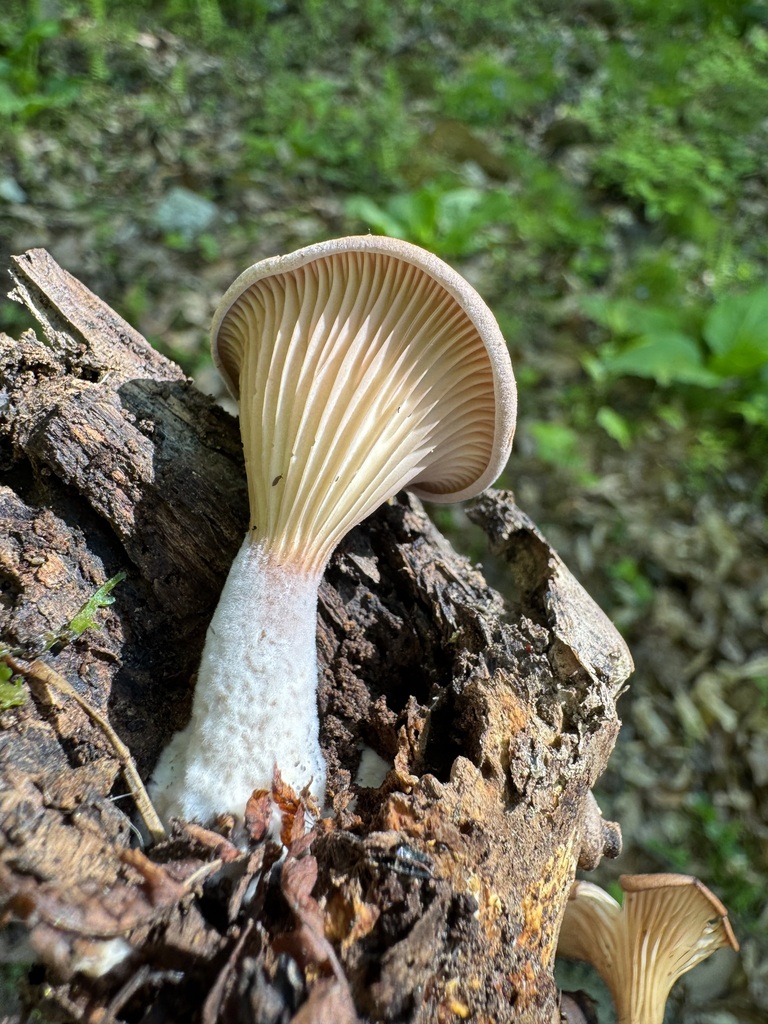 Panus conchatus · April 2026 · photo: © jeffdc (iNaturalist, cc-by)