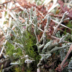 Cladonia cenotea
