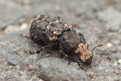 Platyrhinus resinosus