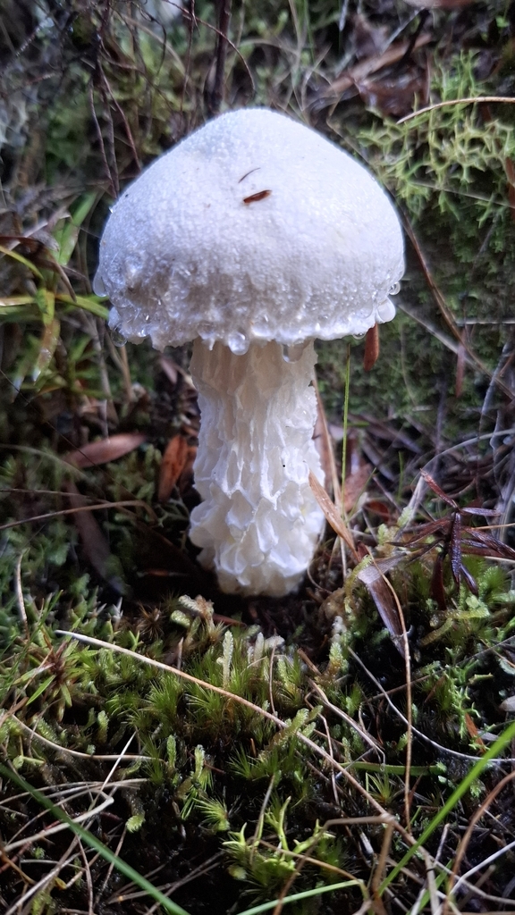 Austroboletus niveus · April 2026 · photo: © hiltonward (iNaturalist, cc0)