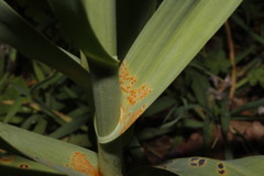 Puccinia allii