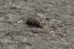 Platyrhinus resinosus
