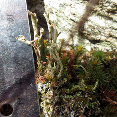 Cladonia cenotea