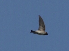 Petrochelidon pyrrhonota