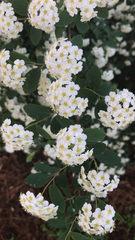 Spiraea prunifolia