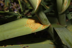 Puccinia allii