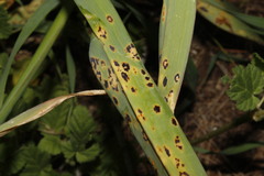 Puccinia allii
