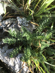 Acaena pinnatifida californica