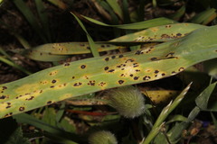 Puccinia allii