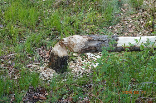 animal observation 2