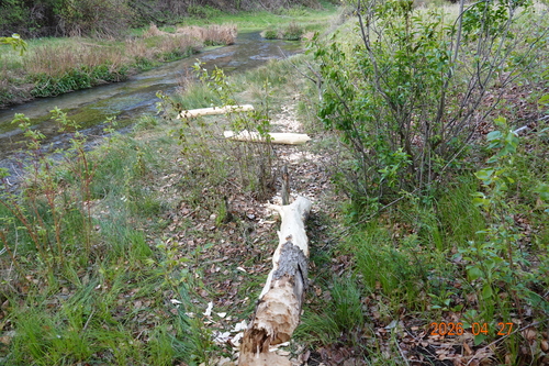 animal observation 5
