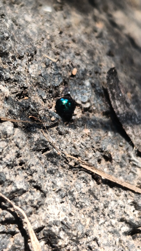 Phaedon cyanescens