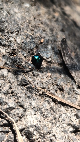 Phaedon cyanescens
