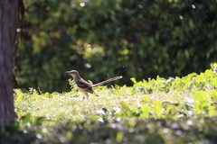 Mimus polyglottos