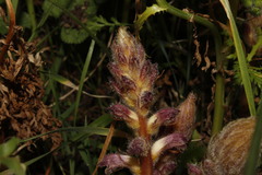 Orobanche pubescens