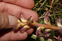 Orobanche pubescens