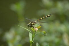 Ictinogomphus decoratus