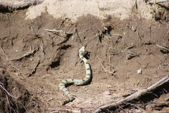 Crotalus lepidus klauberi