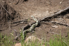 Crotalus lepidus klauberi