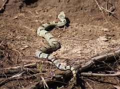 Crotalus lepidus klauberi