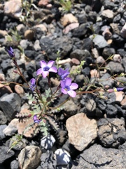 Gilia cana