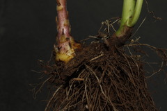 Orobanche pubescens