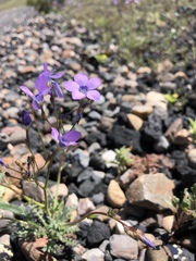 Gilia cana