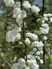Spiraea prunifolia