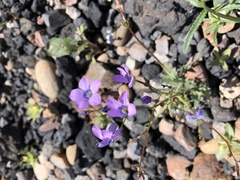 Gilia cana