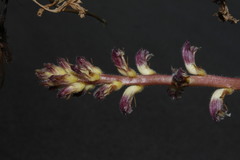 Orobanche pubescens