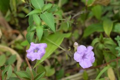 Ruellia breedlovei