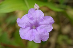 Ruellia breedlovei