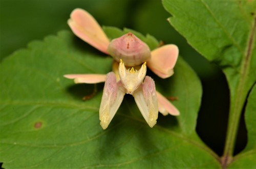 Orchid Mantis photo 5