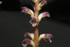 Orobanche pubescens