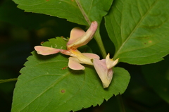 Hymenopus coronatus