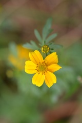 Bidens ballsii
