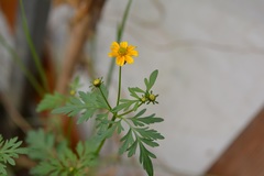 Bidens ballsii