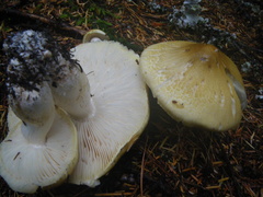 Tricholoma arvernense