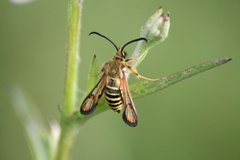 Bembecia ichneumoniformis