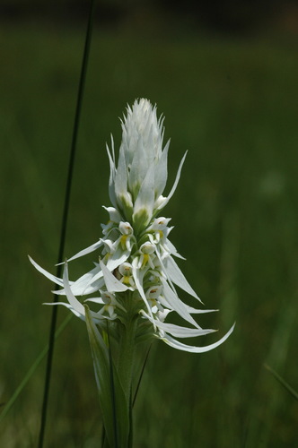 Image of Whitebract Satyre by (c) TOUROULT Julien, some rights reserved (CC BY)