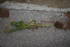 Orobanche pubescens