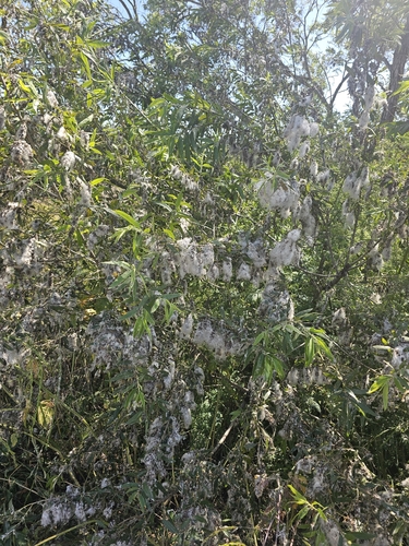 iNaturalist observation photo of Willows